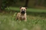 CAIRN TERRIER 419